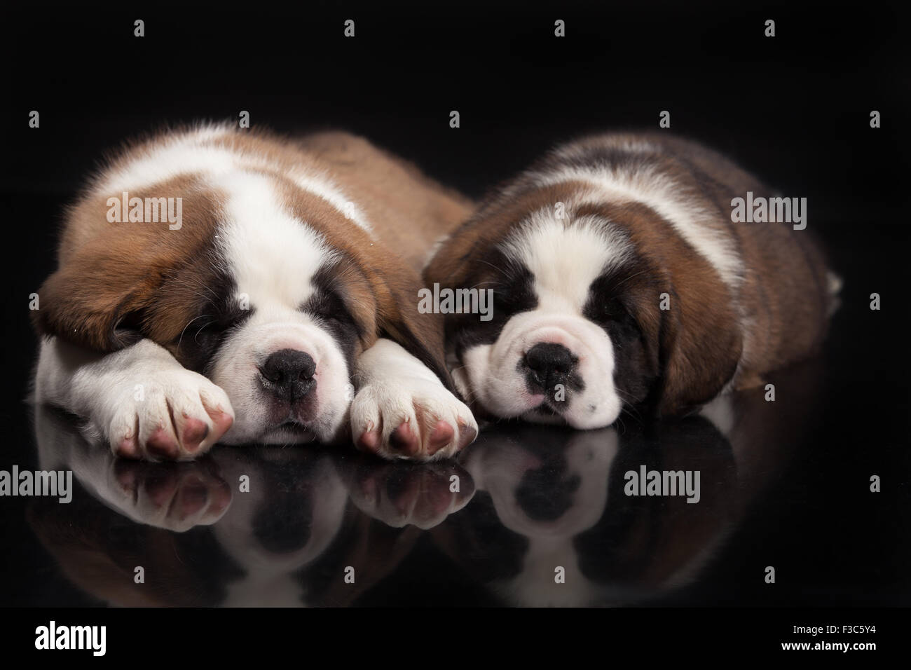 St. Bernard cane piccolo cucciolo cuccioli gruppo di sfondo per studio animale domestico mammifero amico amicizia animali animali domestici cani domestici pura Foto Stock