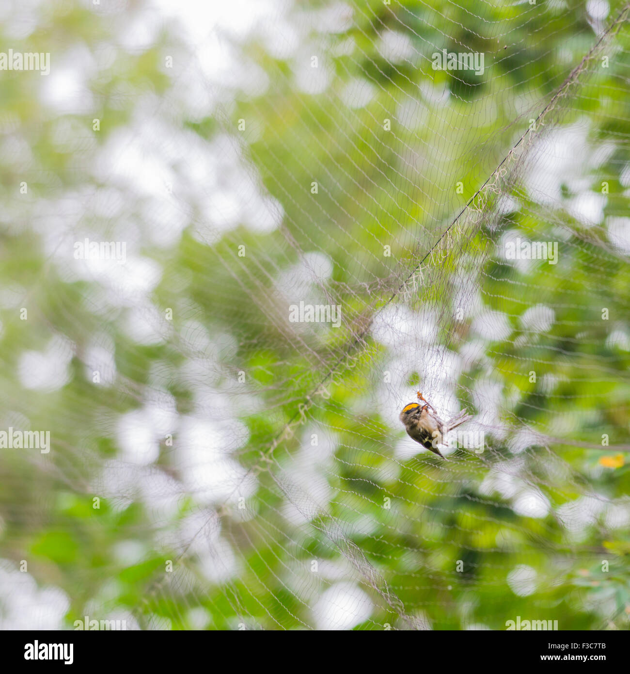 Uccello di ronzio Foto Stock