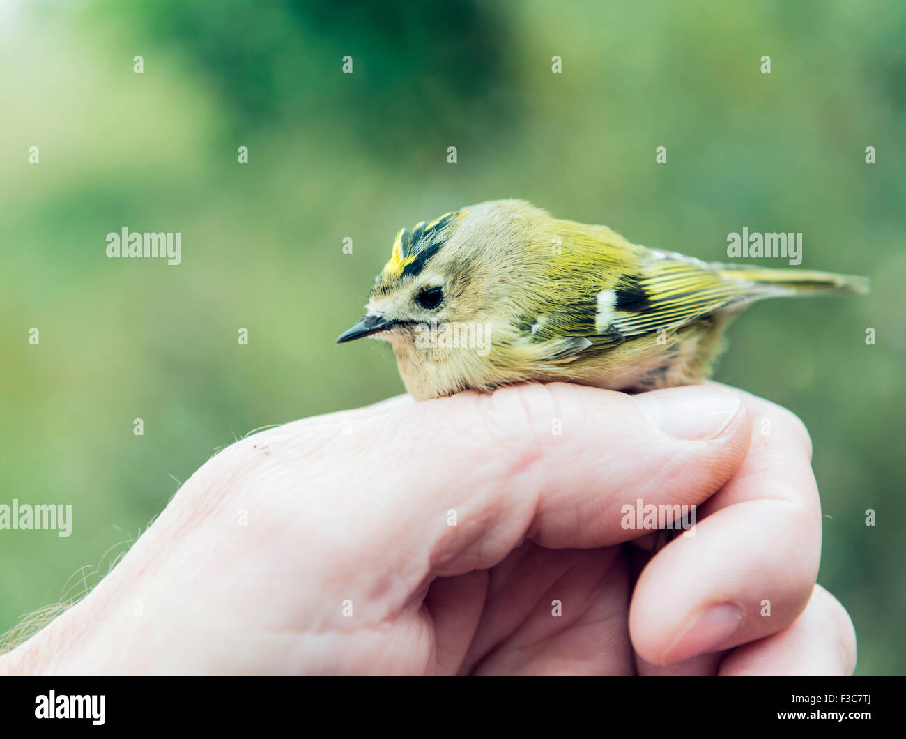 Uccello di ronzio Foto Stock