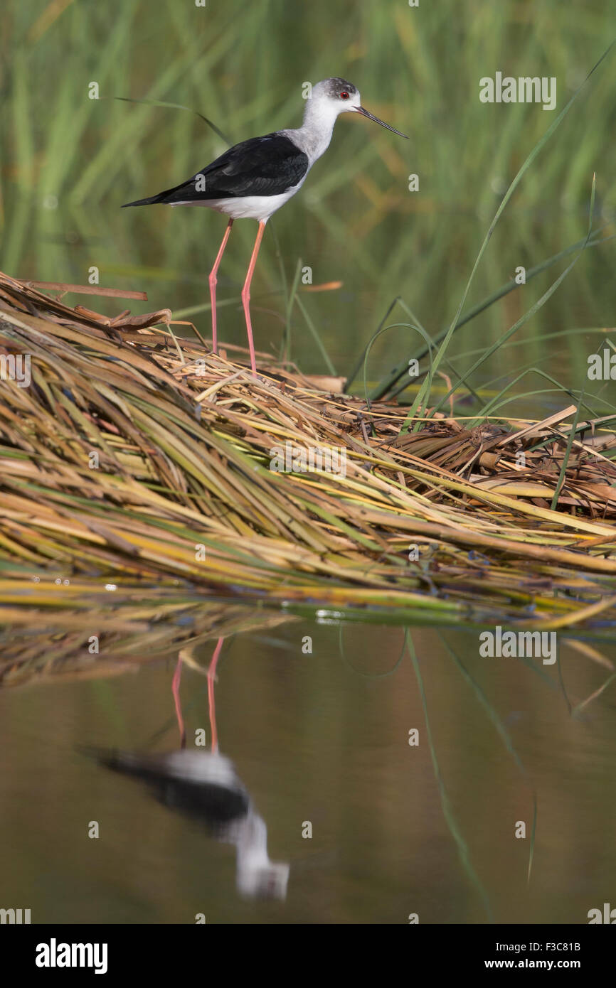 Black-winged Stilt & riflessione Foto Stock