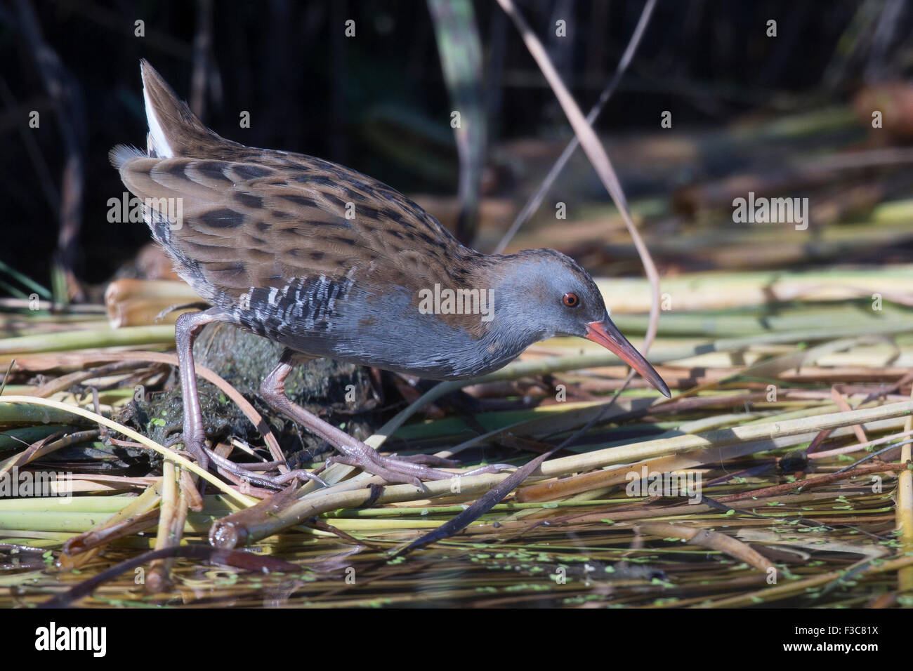 Porciglione Foto Stock