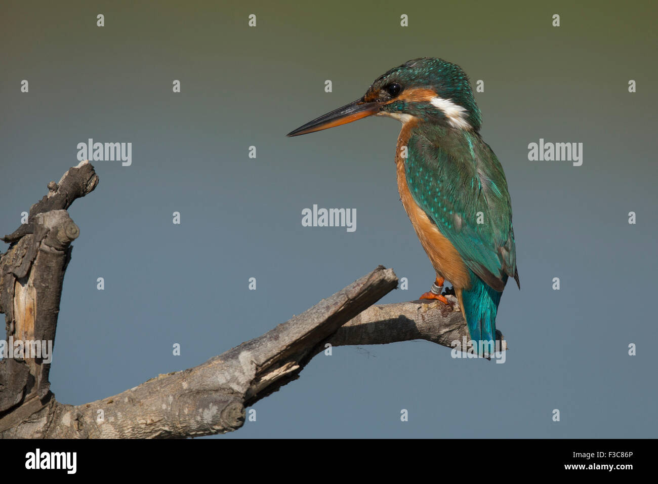 Kingfisher comune Foto Stock