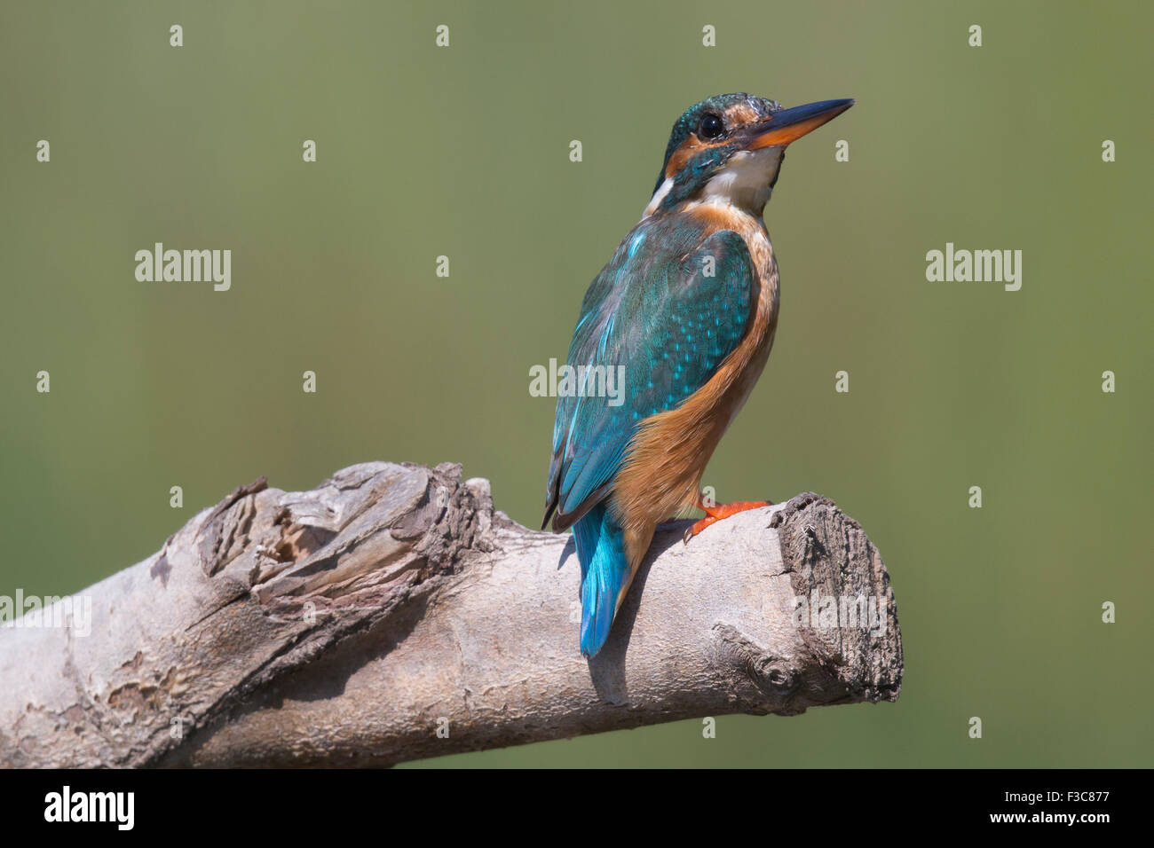 Kingfisher comune Foto Stock