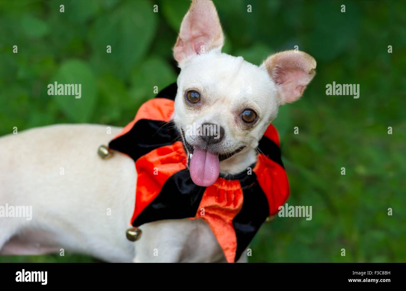 Divertente cane è divertente cane è un grazioso piccolo Chihuahua con la sua linguetta appendere fuori della sua bocca felicemente guardando a voi. Foto Stock