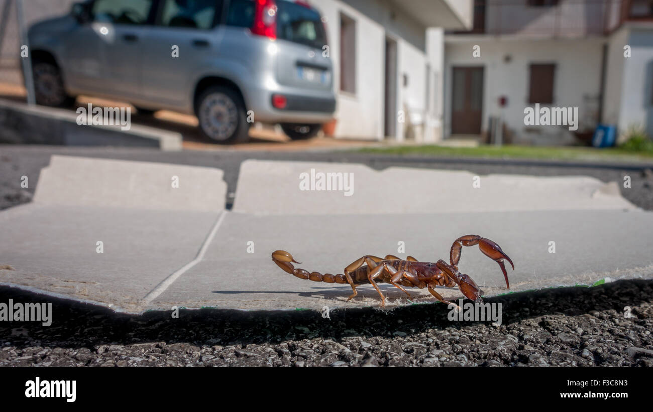 Scorpion avente stato catturato e banditi da una casa in area veneta di Italia (illeso) Foto Stock