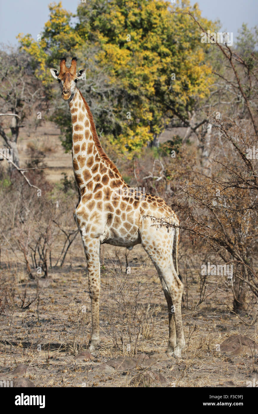 Una giraffa selvatici in qualche parte Krueger National Park, Sud Africa. Foto Stock