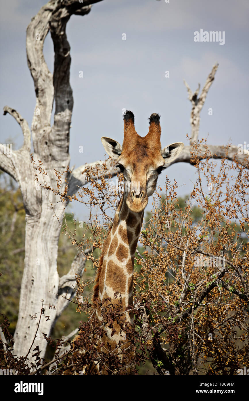 Un ritratto di una curiosa giraffa in qualche parte Krueger National Park, Sud Africa. Foto Stock