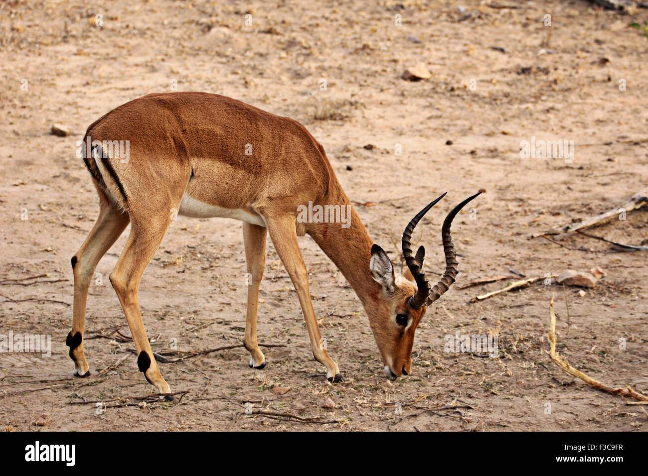 Un maschio di impala in cerca di cibo sulla terra asciutta da qualche parte in Krueger National Park, Sud Africa. Foto Stock