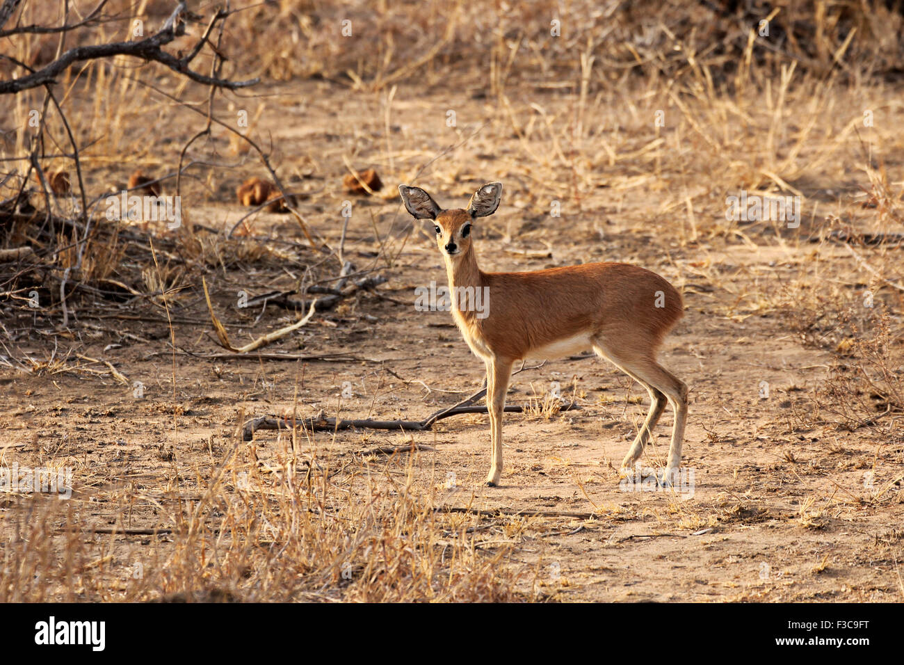 Una femmina di impala permanente sulla terra asciutta da qualche parte in Krueger National Park, Sud Africa. Foto Stock