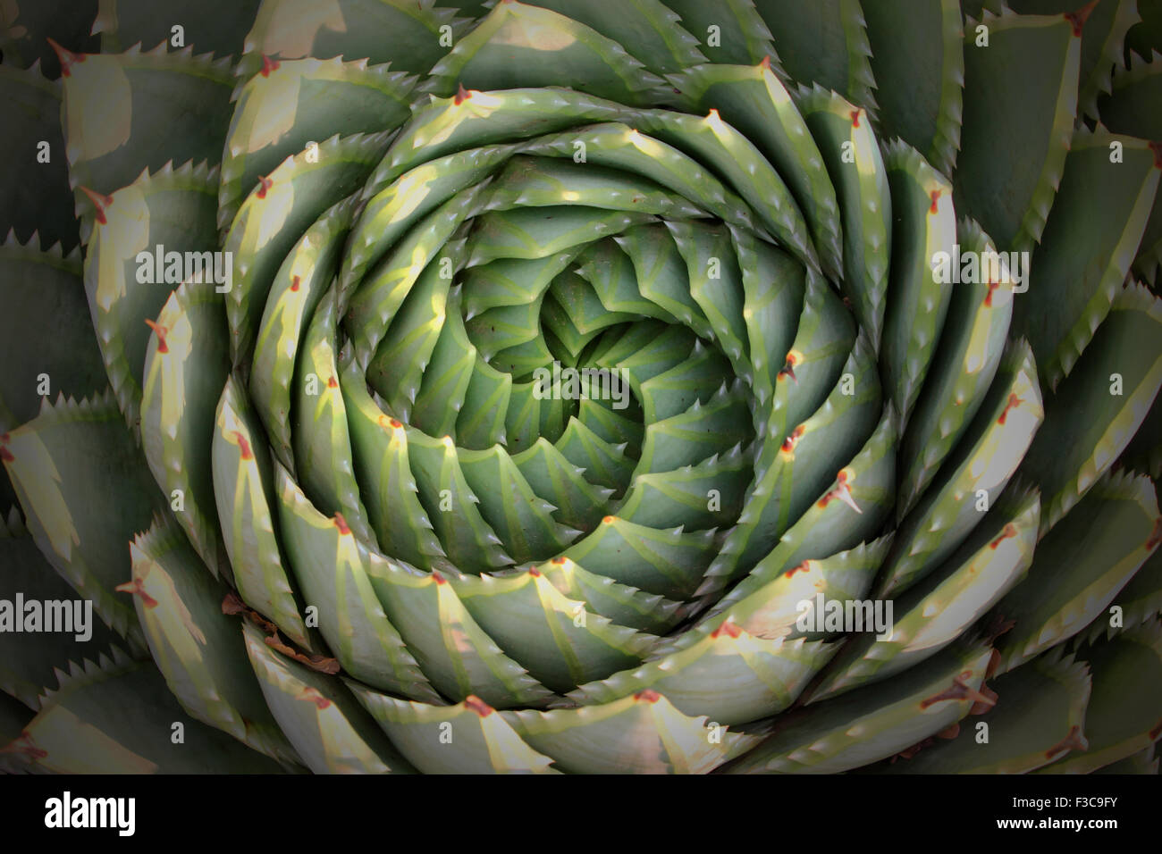 Un succulento cactus pianta in giardino che può essere utilizzato come sfondo. Foto Stock