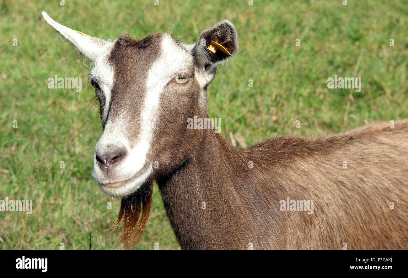 Thueringer, Waldziege, Bedrohte, gefaehrdet, Ziegenrasse, Foto Stock