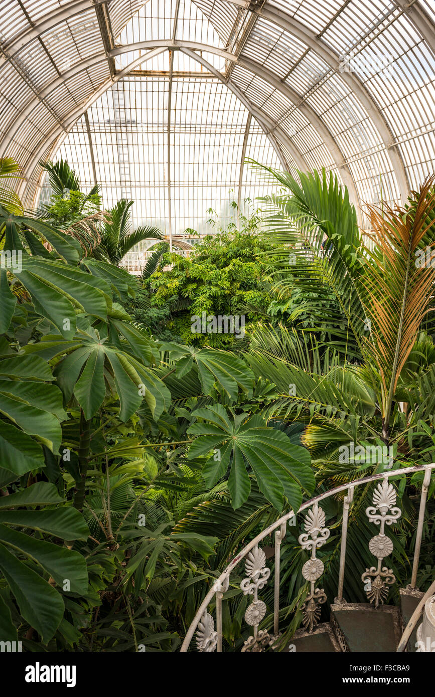La parte interna del Palm House di Kew Gardens, London, Regno Unito Foto Stock