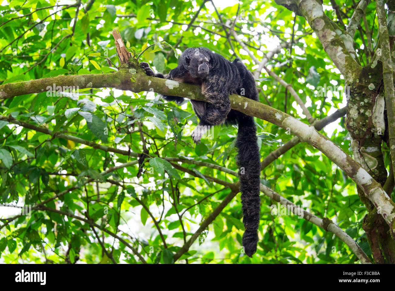 Monk Saki Monkey con una lunga coda nella foresta amazzonica vicino a Iquitos, Perù Foto Stock