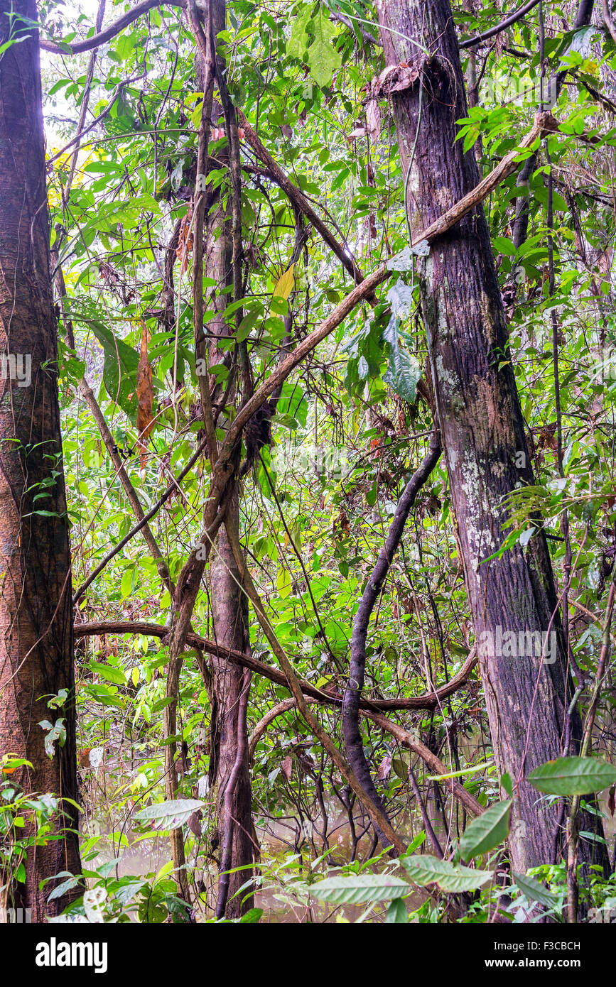 Interno vista Giungla nella foresta amazzonica vicino a Iquitos, Perù Foto Stock