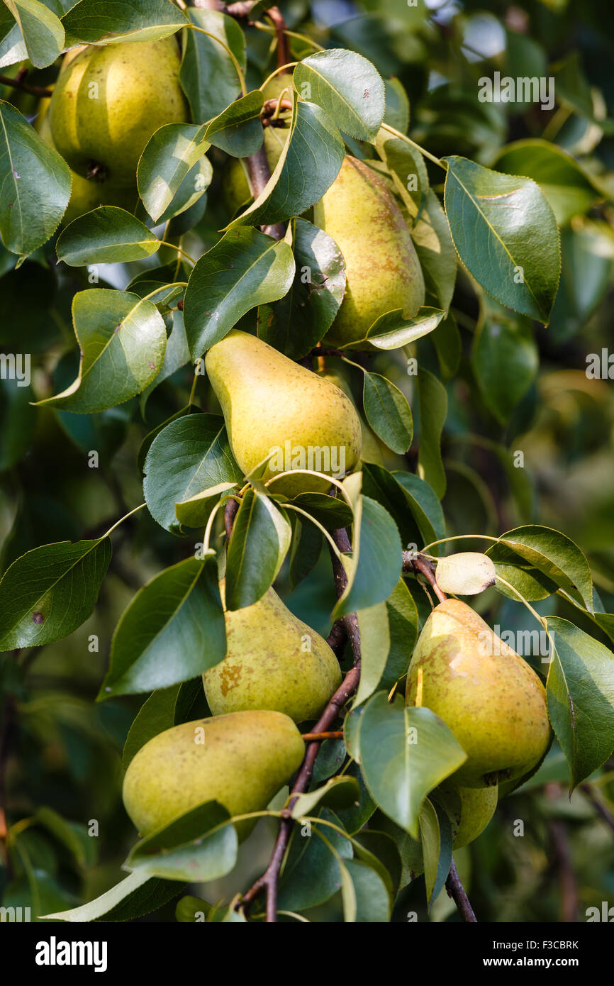 Pere mature su un ramo in un frutteto Foto Stock