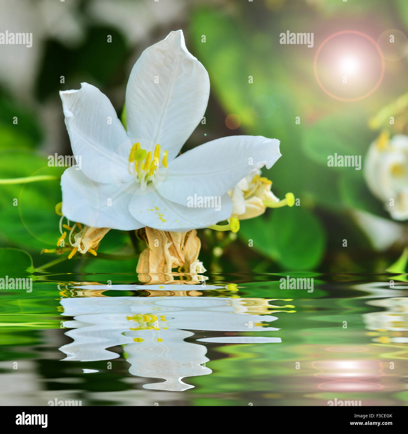 Snowy Orchid con riflettono in acqua Foto Stock