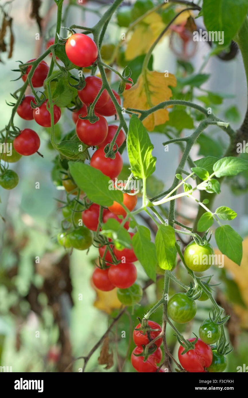La ciliegia pomodori a grappolo in crescita in serra giardino Foto Stock