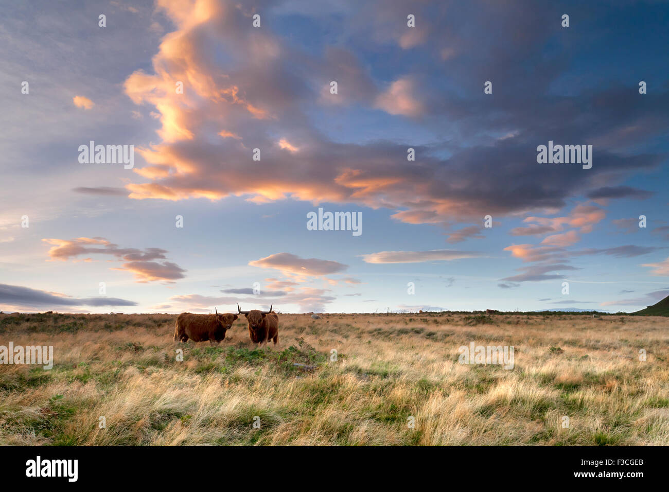 Highland bovini su Levisham Moor, North Yorkshire Moors, settembre 2012, Foto Stock