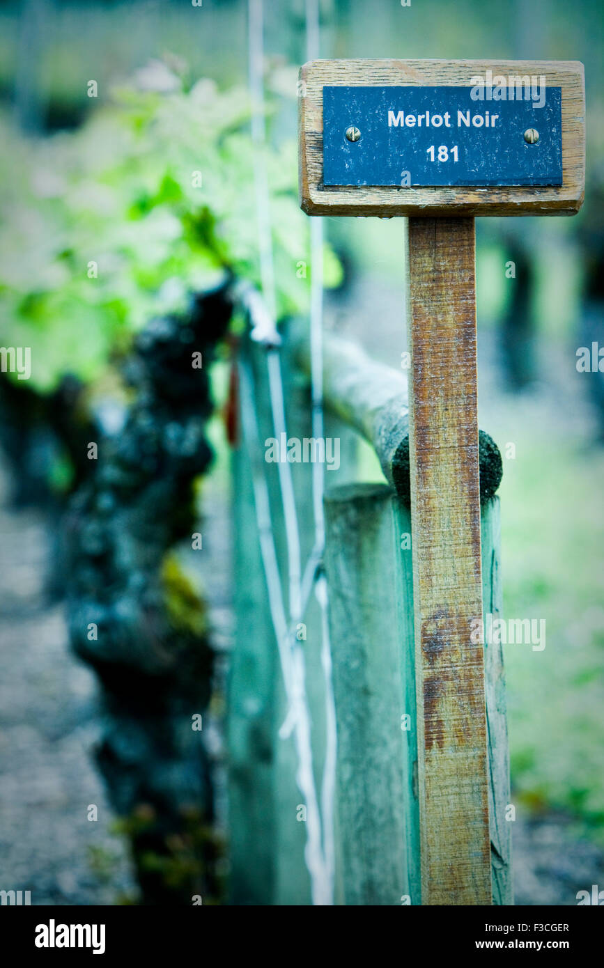 Segno nella lettura del vigneto merlot noir " Foto Stock