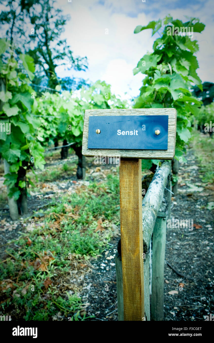 Sign in vigna a leggere 'Sensit' Foto Stock