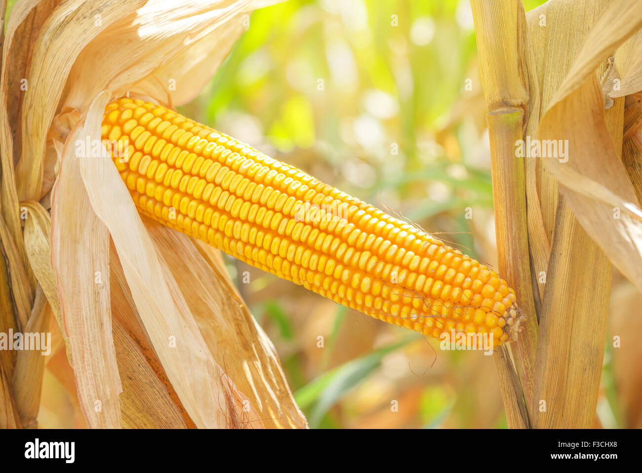 Orecchio di mais su una levetta in Harvest pronto campo di mais, close up con il fuoco selettivo Foto Stock