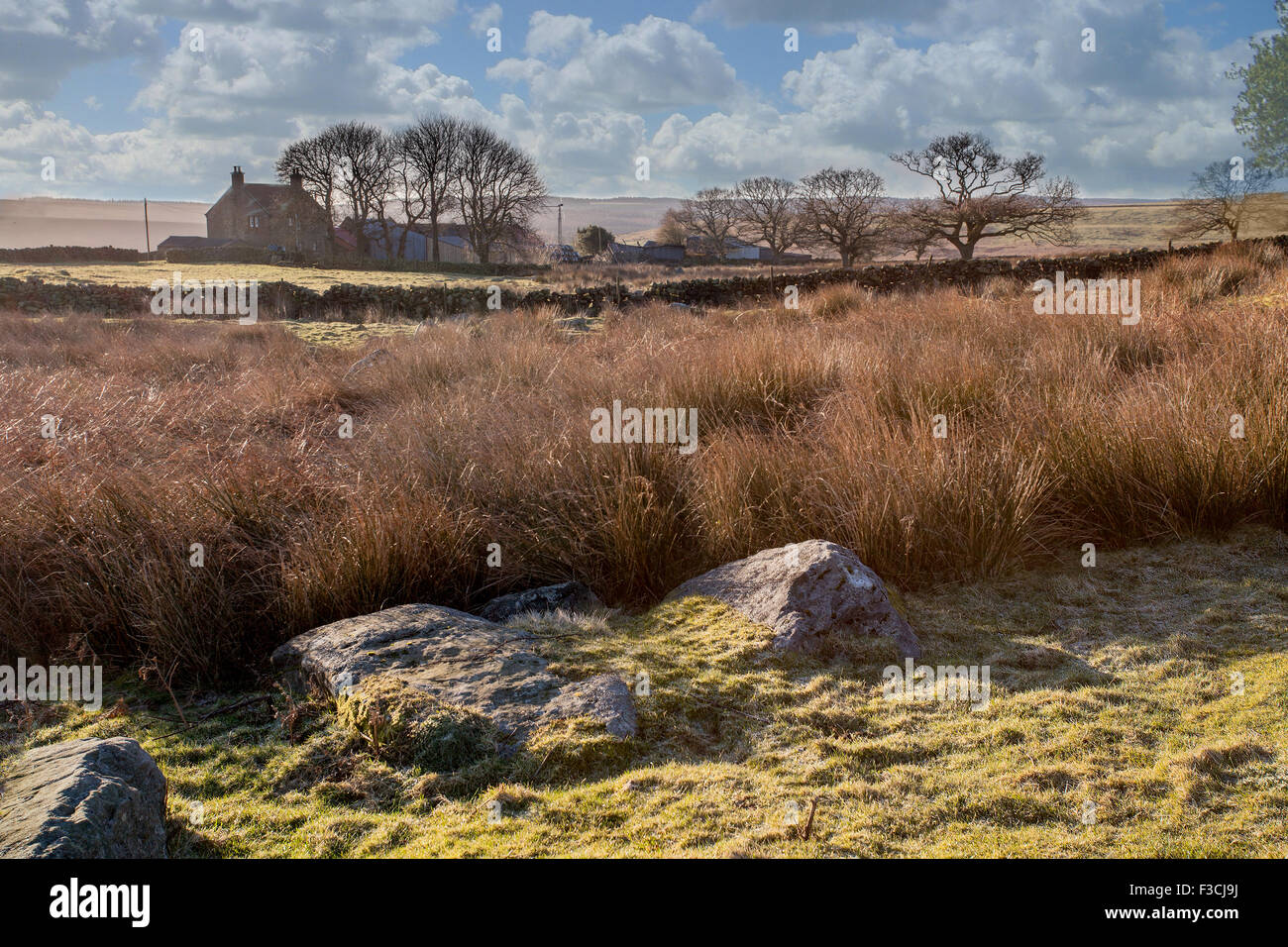 Moorland nel luminoso winter sunshine vicino a Goathland, North Yorkshire. Foto Stock