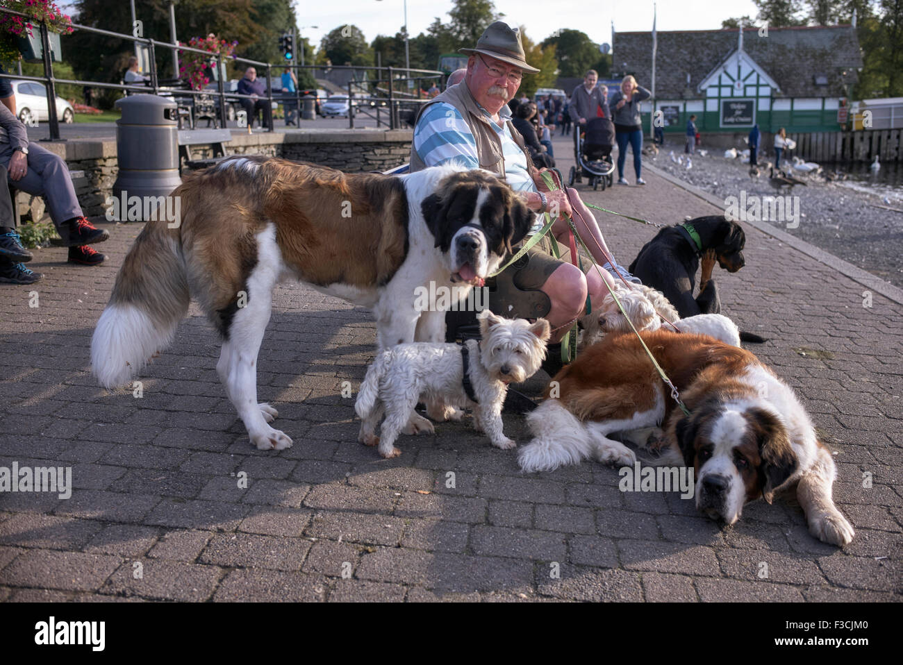 Dog Walker.Rescue proprietario centro a piedi una collezione di cani a Bowness Cumbria Inghilterra UK. Foto Stock