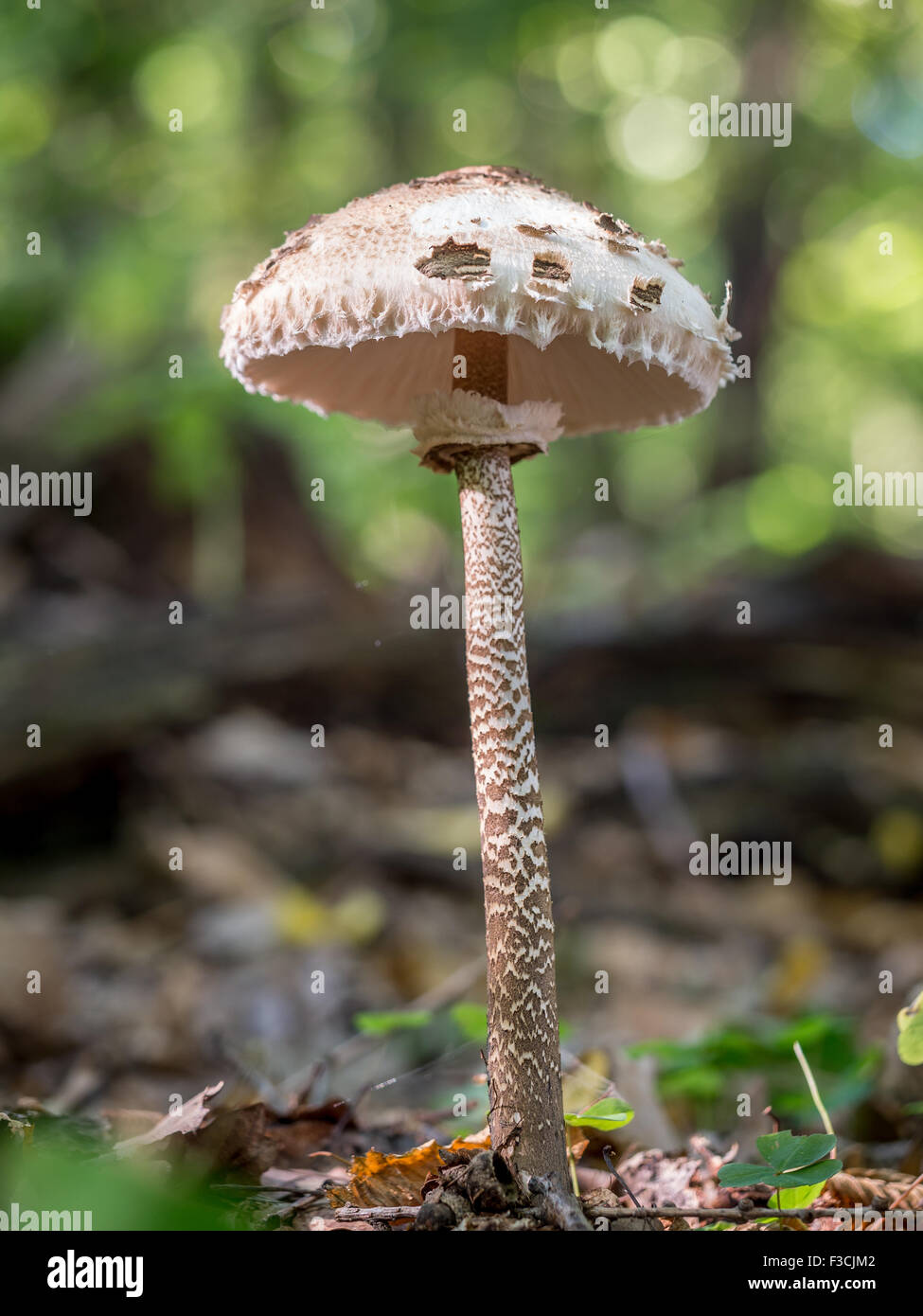 Ombrellone fungo funghicoltura nella foresta Foto Stock