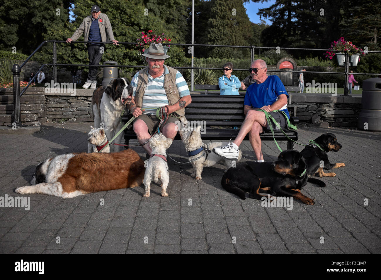 I proprietari del centro Dog Walker.Rescue camminano una collezione di cani a Bowness Cumbria England UK. Foto Stock
