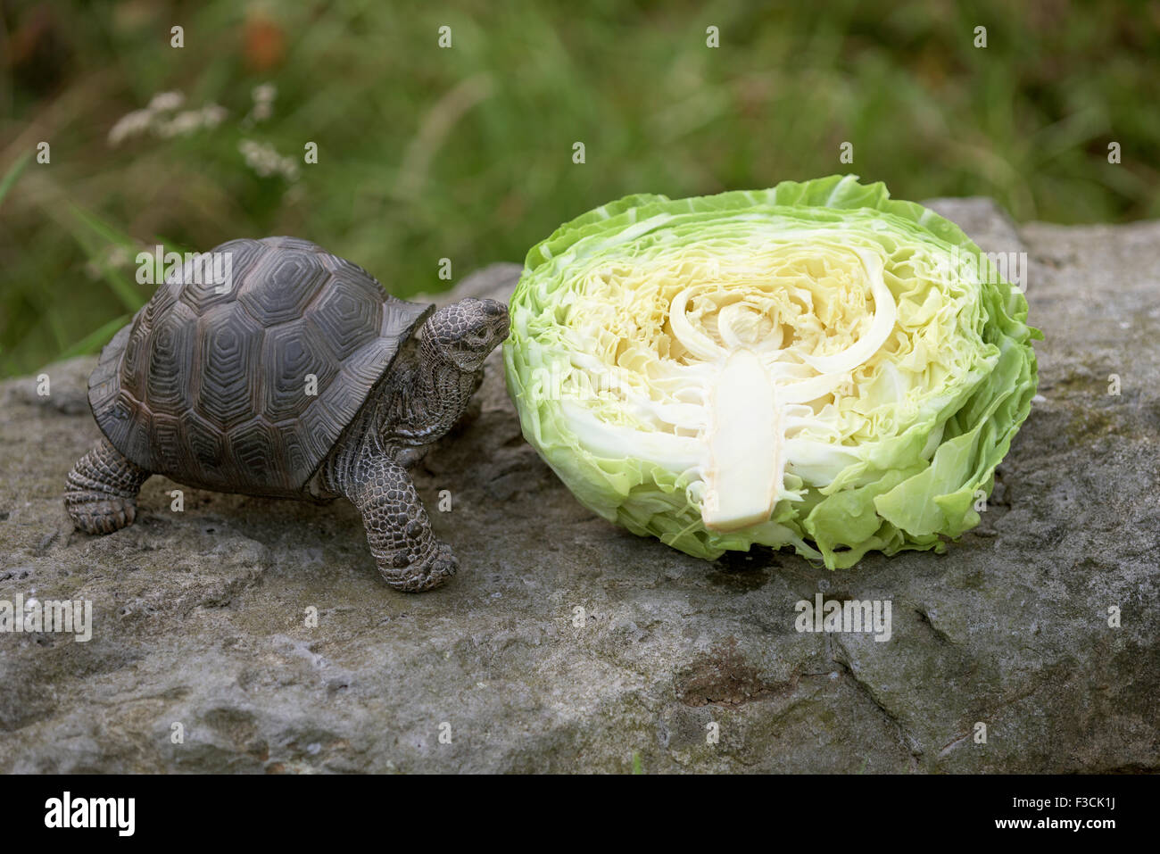 La metà di un cavolo con una tartaruga realistica ornamento del giardino. Foto Stock