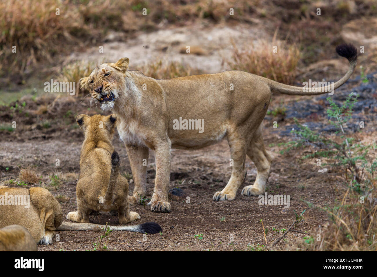 Indian Lions Cub in un giocoso azione [Panthera leo persica] presso il Gir Forest, Gujarat, India. Foto Stock