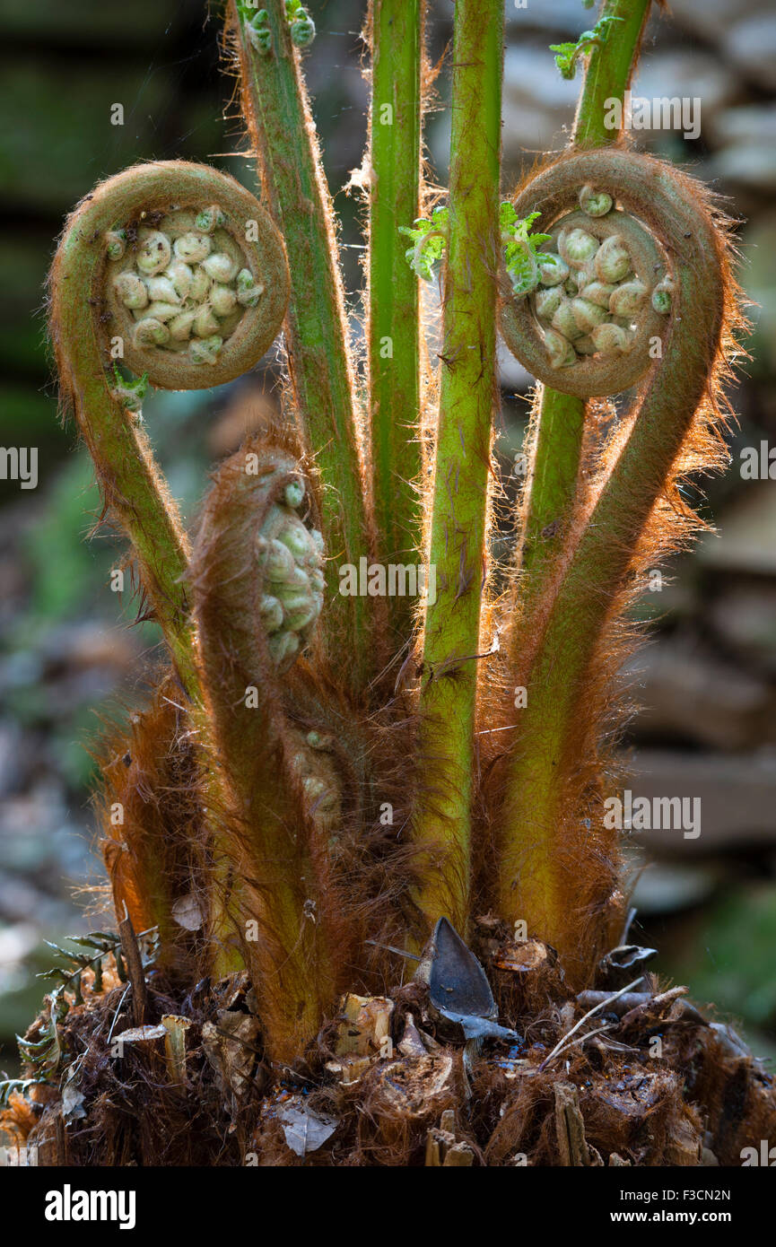 Trewithen gardens, Truro, Cornwall, Regno Unito. La nuova crescita distensione su un Dicksonia antarctica tree fern in primavera Foto Stock