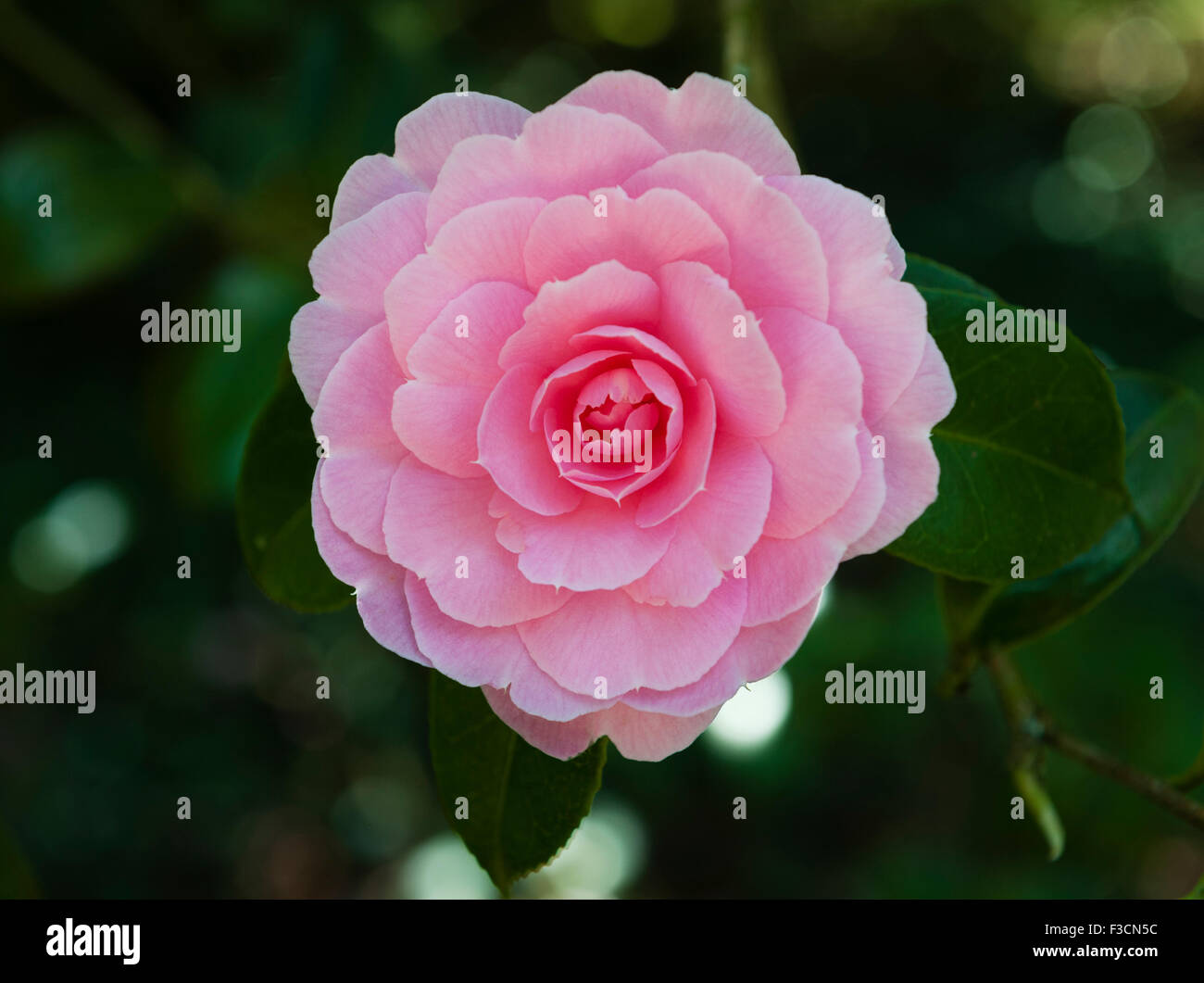 Trewithen gardens, Truro, Cornwall, Regno Unito. Camellia x williamsii 'es. Waterhouse' Foto Stock