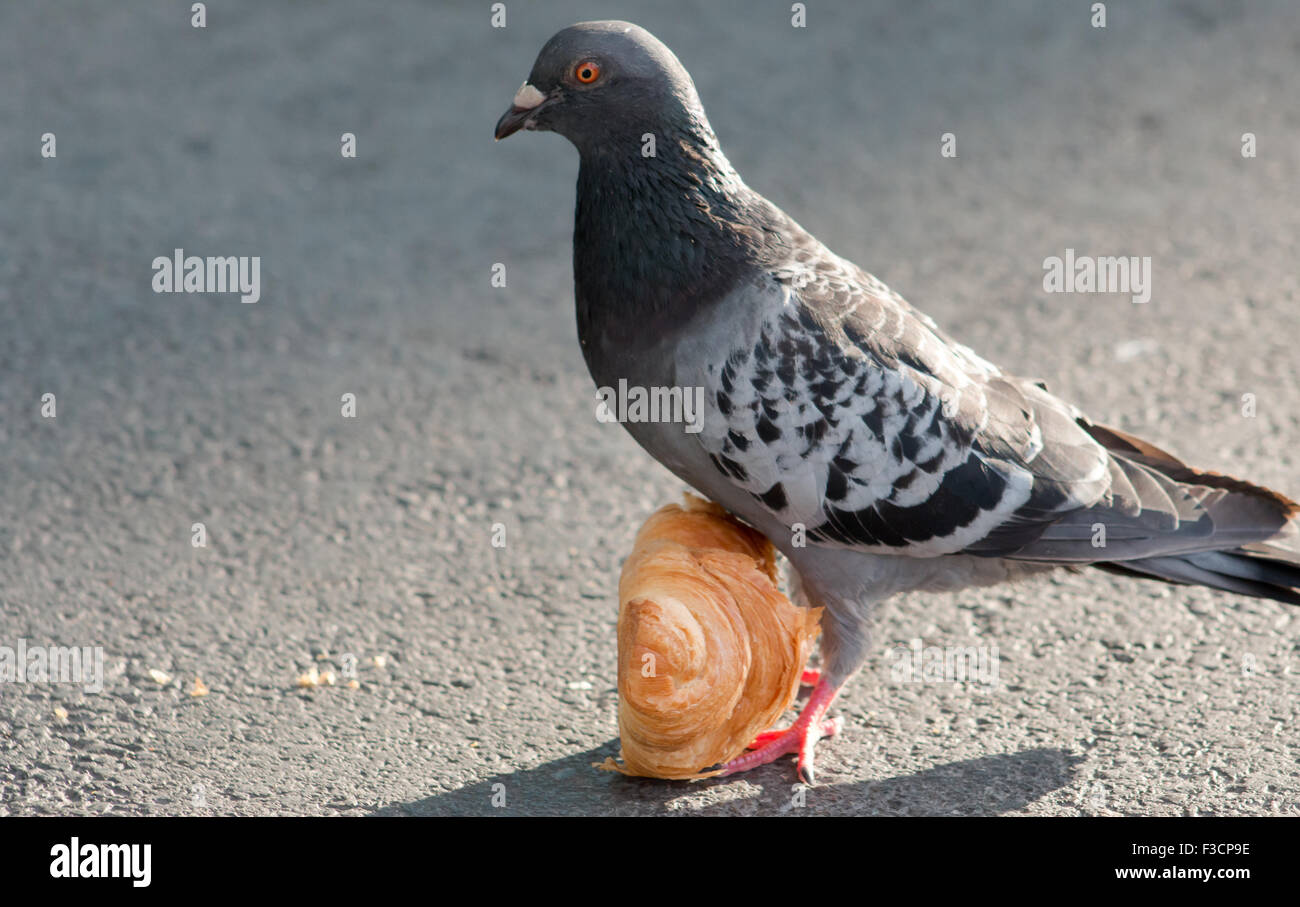 Piccioni selvatici (Columba livia) mangiando un cornetto sul cemento. Foto Stock