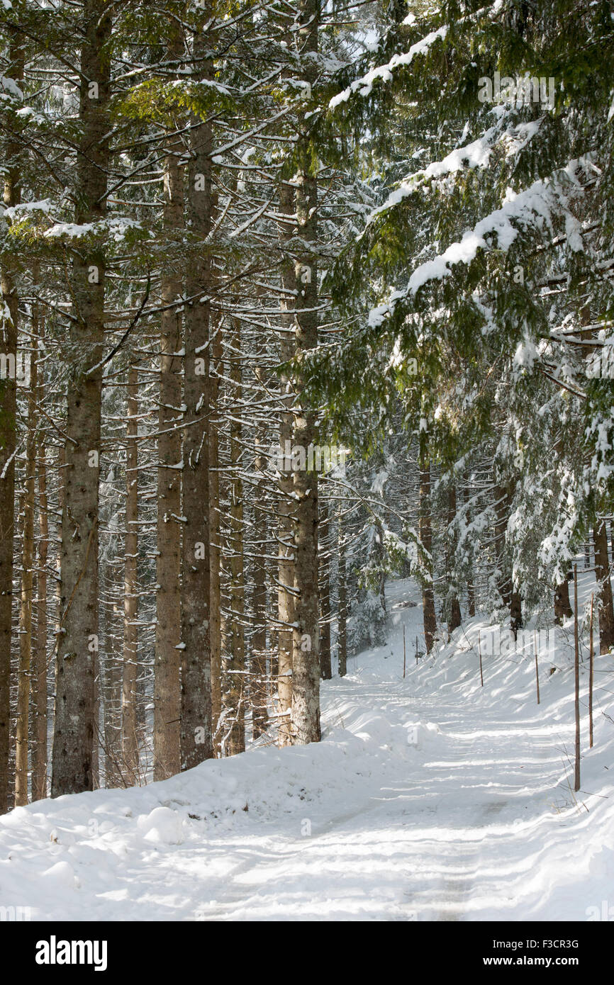 Österreich, Niederösterreich, Lackenhof am Ötscher, Waldweg im inverno Foto Stock