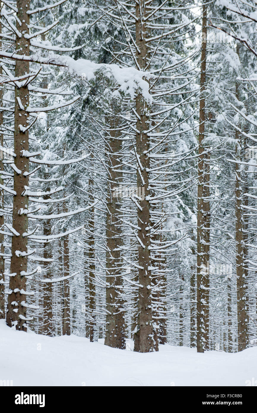 Österreich, Niederösterreich, Lackenhof am Ötscher, Bäume im Schnee Foto Stock