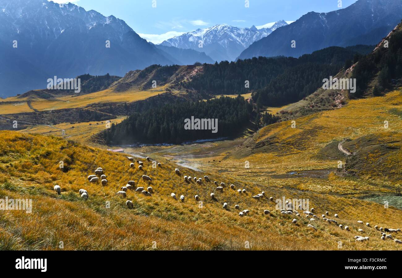 Zhangye. 5 Ottobre, 2015. Foto scattata il 5 ottobre, 2015 mostra paesaggi della montagna Qilianshan in Sunan Yugur contea autonoma, a nord-ovest della Cina di Provincia di Qinghai. © Wang Jiang/Xinhua/Alamy Live News Foto Stock