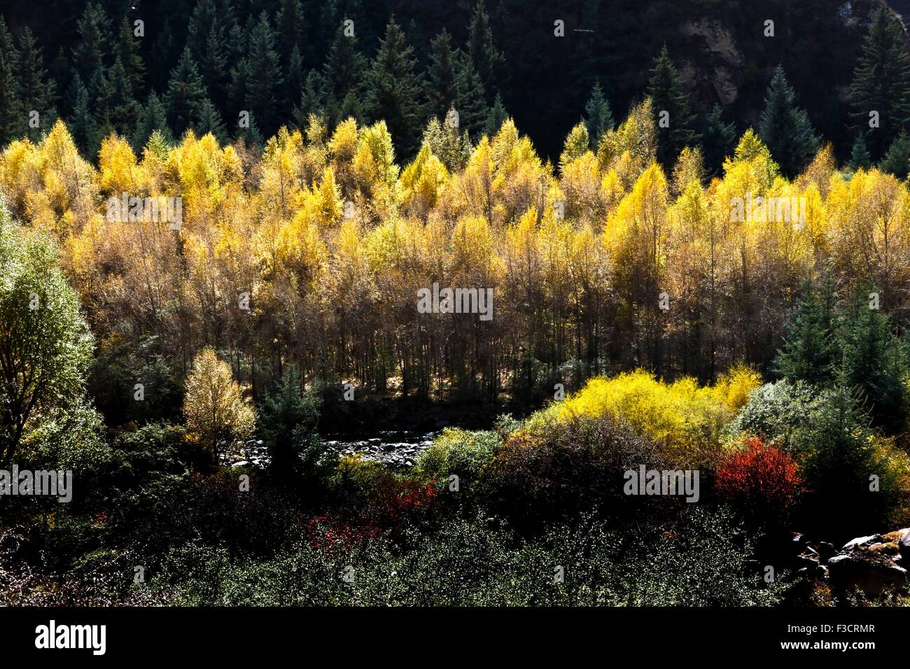 Zhangye. 5 Ottobre, 2015. Foto scattata il 5 ottobre, 2015 mostra paesaggi della montagna Qilianshan in Sunan Yugur contea autonoma, a nord-ovest della Cina di Provincia di Qinghai. © Wang Jiang/Xinhua/Alamy Live News Foto Stock