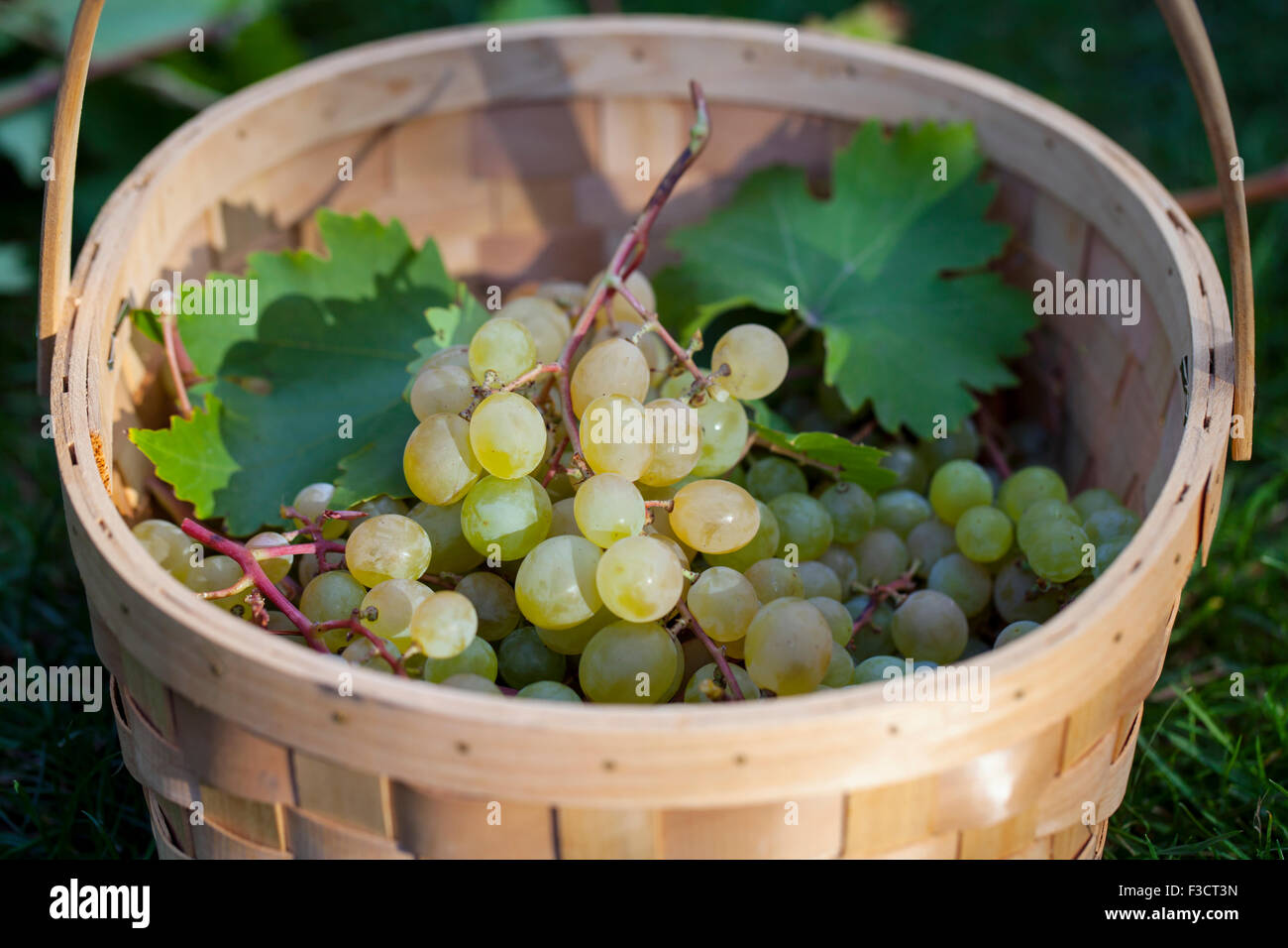 Le uve nel cestello Foto Stock