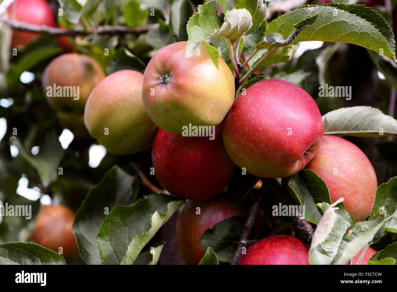 Giallo e rosso mele stagionatura sul ramo in un frutteto prima del raccolto Foto Stock