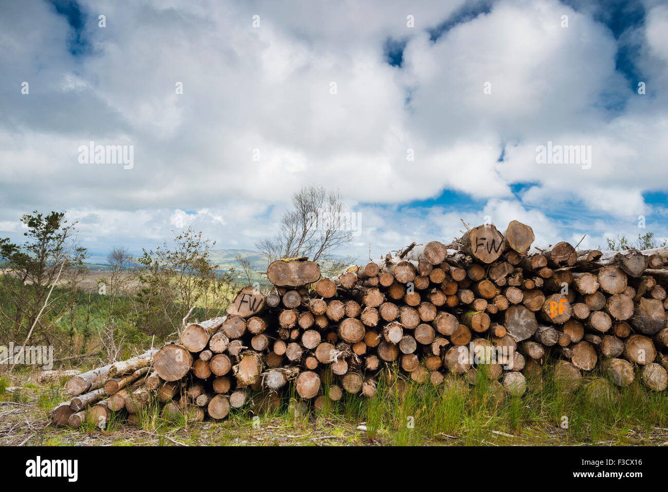 Pila di tronchi di conifere piantagioni forestali sul modo di Beara percorso a piedi, Knockoura Hill, West Cork, Irlanda Foto Stock