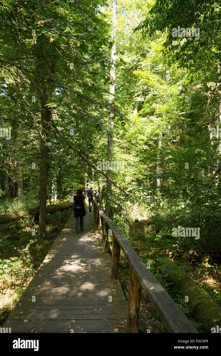 Il Parco Nazionale "Białowieski" paesaggi Polonia Voivodato Podlaskie, ultimo temperata foresta primaeval Foto Stock