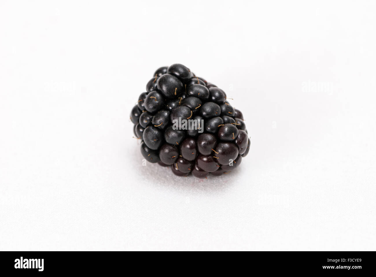 Un blackberry (Rubus fruticosus), visualizzata sul tavolo bianco Foto Stock