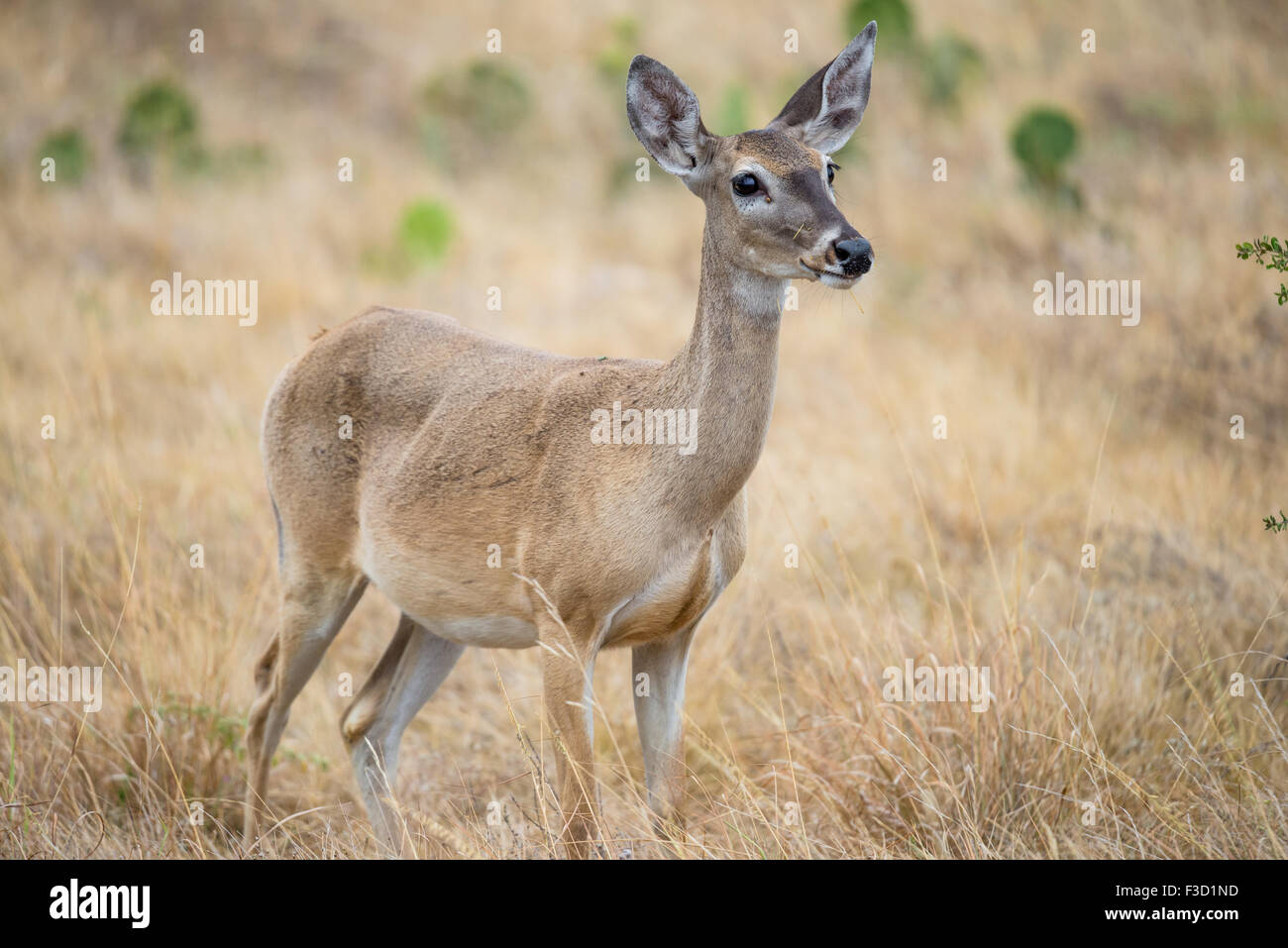 Wild South Texas White Tailed Deer doe Foto Stock