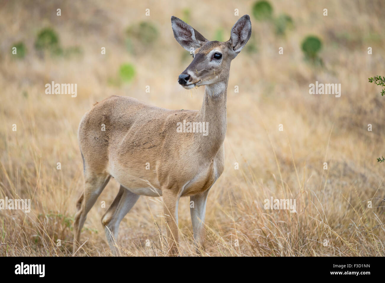 Wild South Texas White Tailed Deer doe Foto Stock