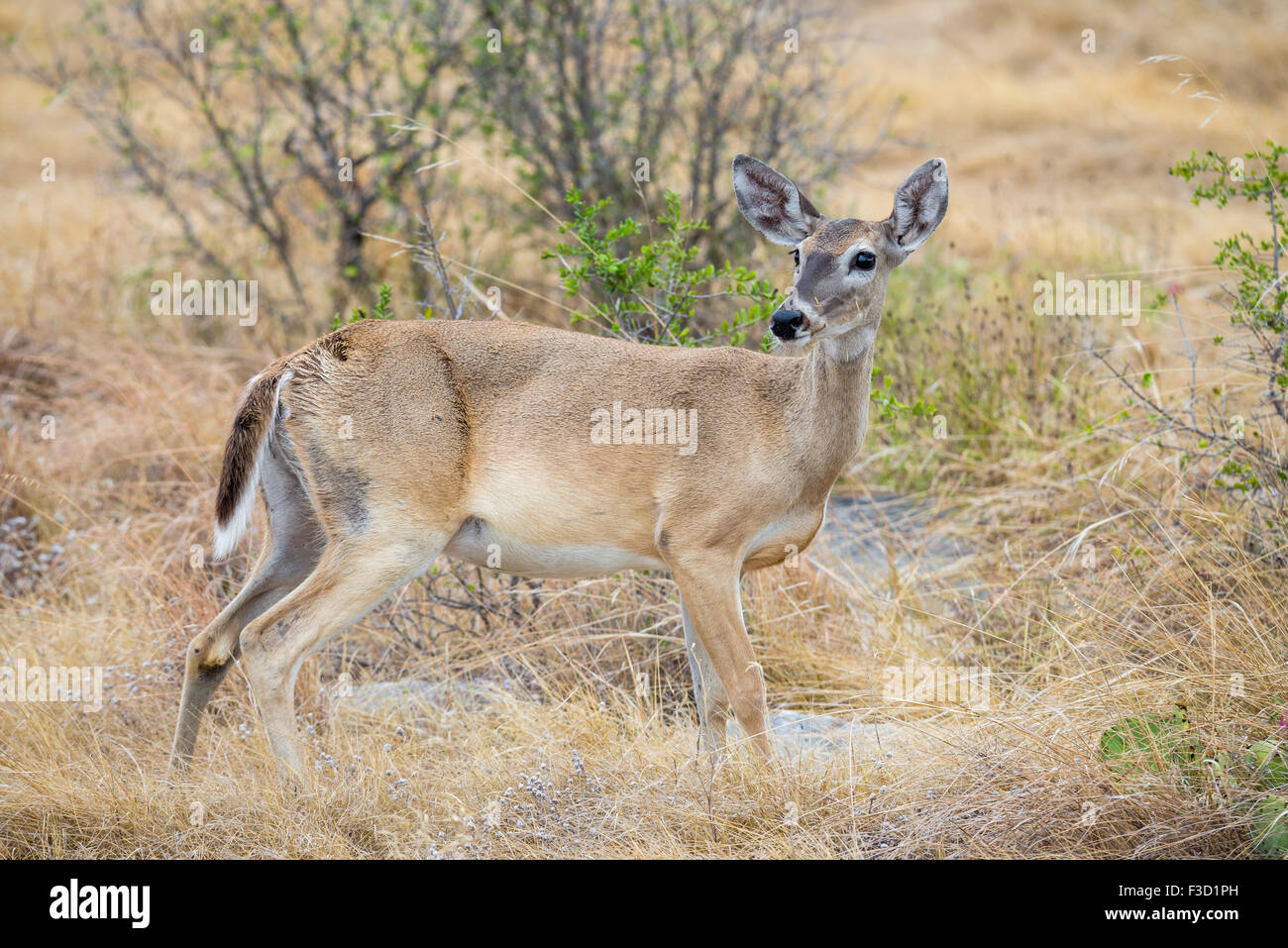 Wild South Texas culbianco femmina di cervi rossi Foto Stock