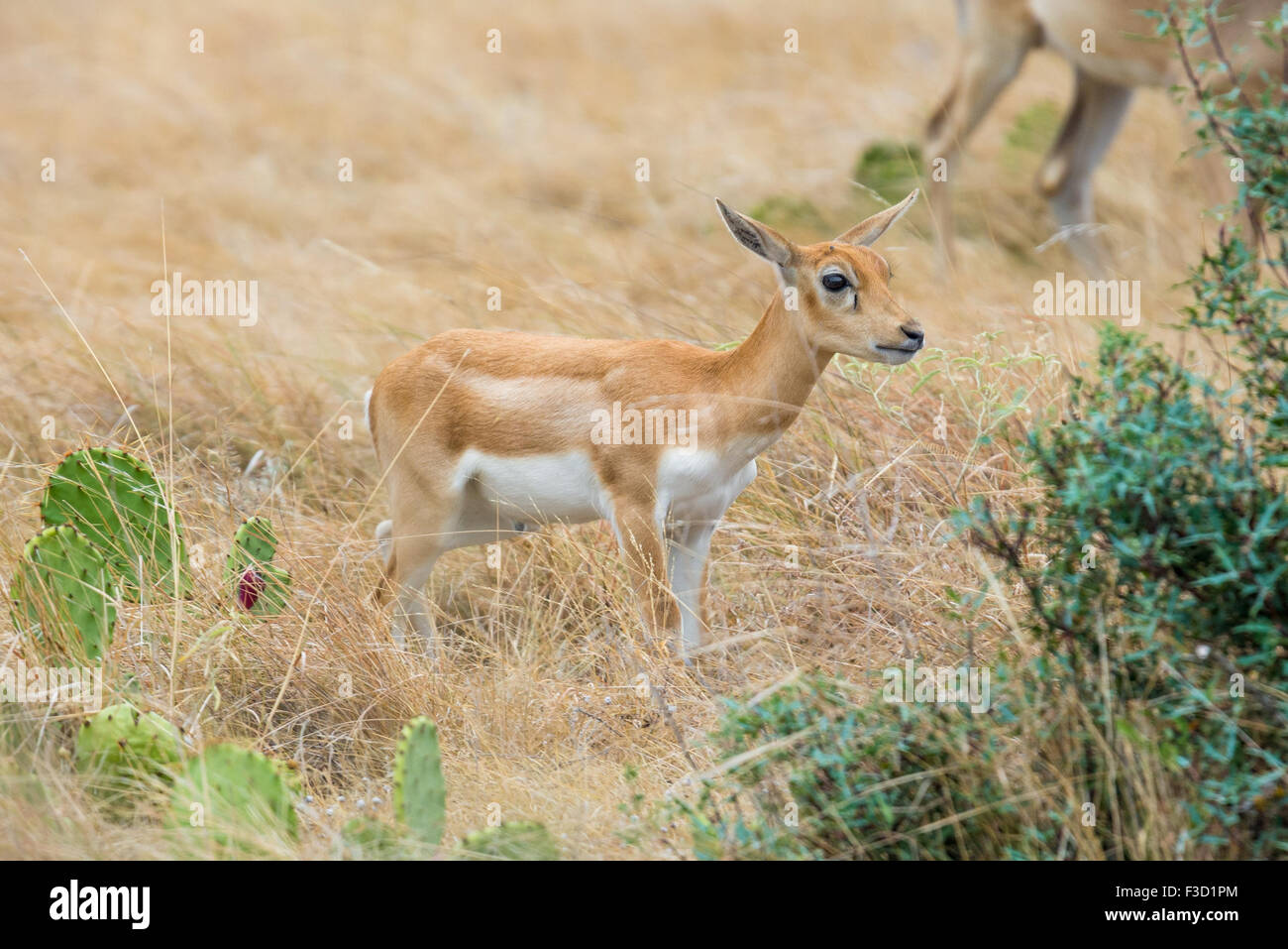 Giovani Wild South Texas blackbuck vitello antilope Foto Stock