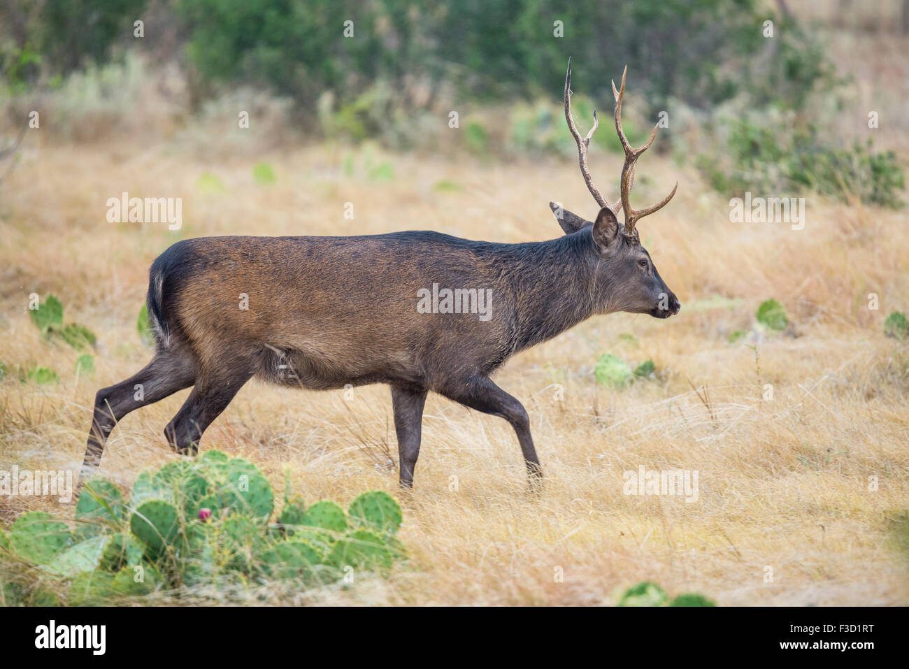 Wild South Texas cervi sika buck. Noto anche come il giapponese o il cervo maculato. Foto Stock