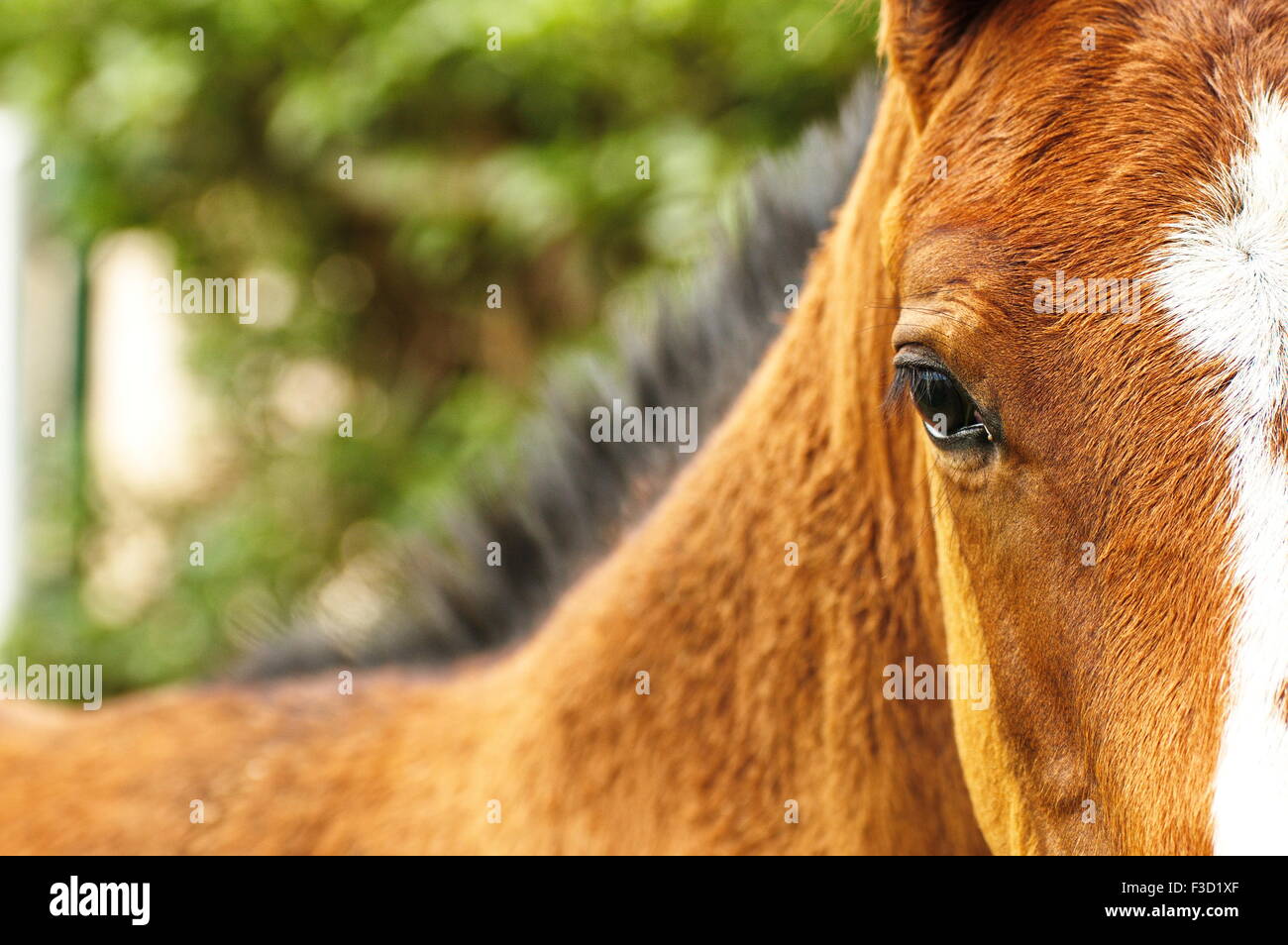 Un puledro in marrone con una triste occhio Foto Stock