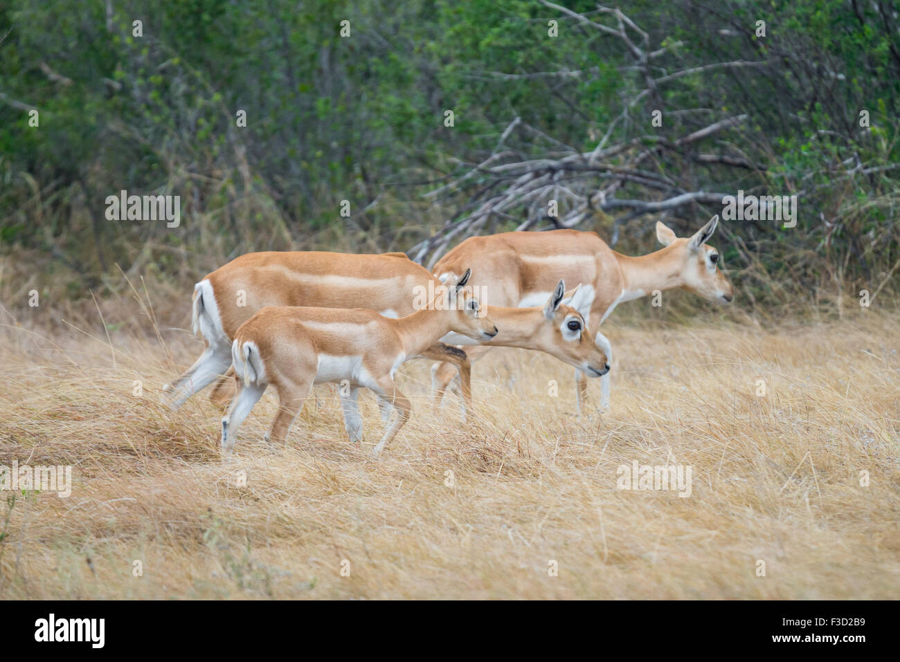 Wild South Texas blackbuck antilope non femmina Foto Stock